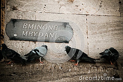 Pigeons stands on stone wall in turkey Stock Photo