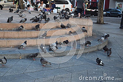 Pigeons in street, old san juan puerto rico Editorial Stock Photo