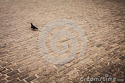 Pigeons, urban birds Stock Photo