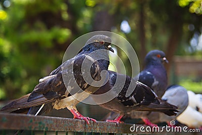 Pigeons Stock Photo