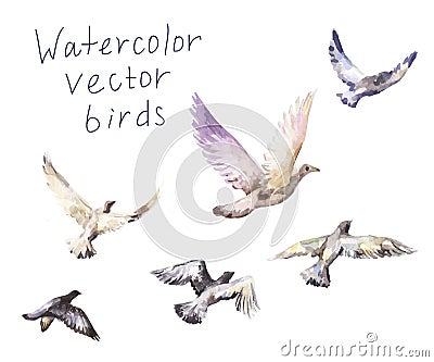 Pigeons watercolor Vector Illustration