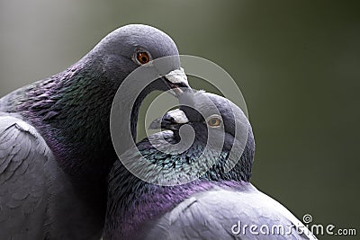 Love birds-Pigeons kissing in the park in Taipei, Taiwan Stock Photo