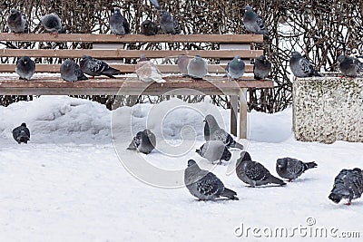 Pigeons in winter park on a bench and snow Stock Photo