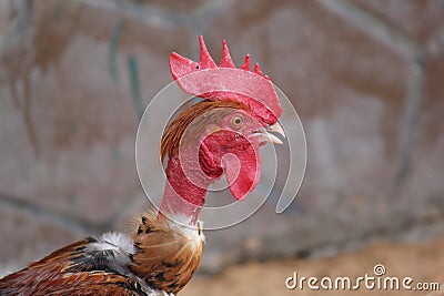 Chicken in Emirates zoo abudhabi United Arab Emirates Stock Photo