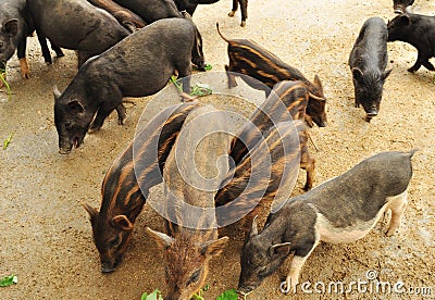 Piggy competing for food Stock Photo