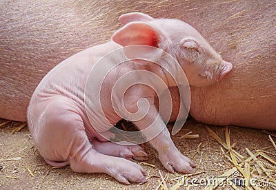 Piggy on the Mother's background Stock Photo