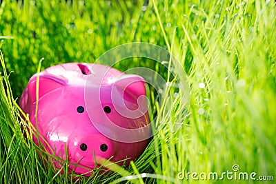 Piggybank on green spring grass Stock Photo