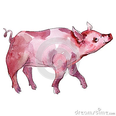 Piglet farm animal isolated. Watercolor background illustration set. Isolated piggie illustration element. Cartoon Illustration