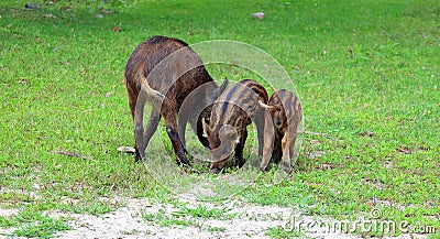 Piglet and mother wild boar Sus scrofa Stock Photo