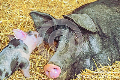 Piglet play with an ear from itÂ´s mother pig Stock Photo