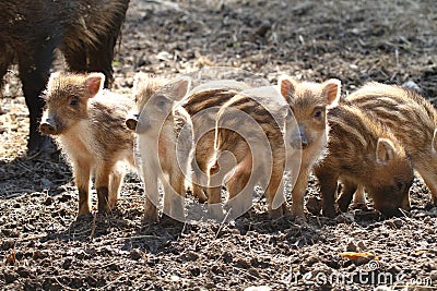 Piglet siblings Stock Photo