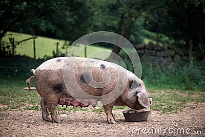 Piglet Sus scrofa domestica at an organic farm Stock Photo