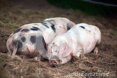 Piglet Sus scrofa domestica at an organic farm Stock Photo