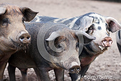 Piglet Sus scrofa domestica at an organic farm Stock Photo