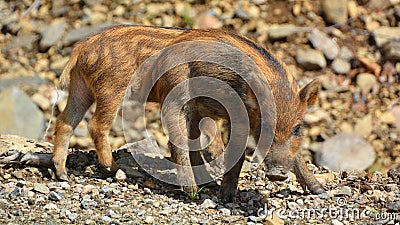 Piglet wild boar Sus scrofa, also known as the `wild swine`,common wild pig` Stock Photo