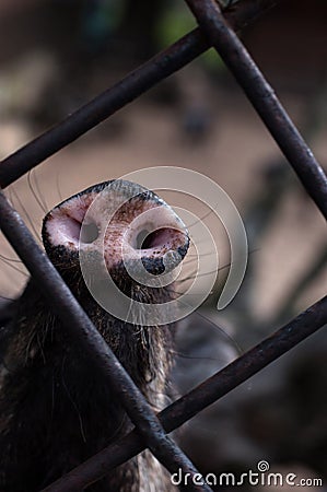 Piglet Wild pigs - peccary Stock Photo