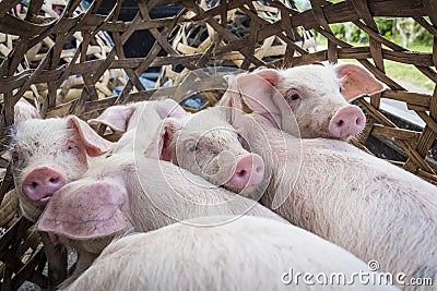 Piglets in a bamboo cage Stock Photo