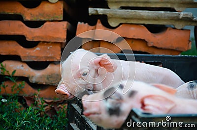 Piglets Stock Photo