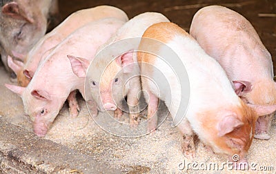 Piglets eating swill Stock Photo