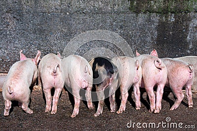 Piglets eating at the trough Stock Photo