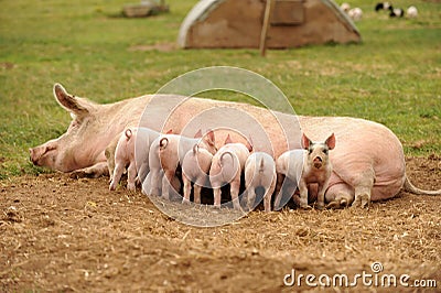 Piglets feeding from sow Stock Photo