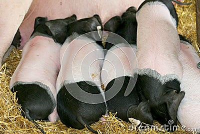 Piglets Stock Photo