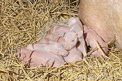 Piglets just born, little pink cute lying bunch in the straw Stock Photo