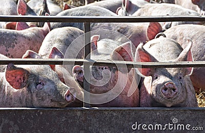 Piglets in Pig Pen Stock Photo