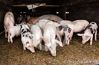 Piglets ready for sale in the Andean market Stock Photo