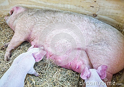 Piglets Suckling Stock Photo