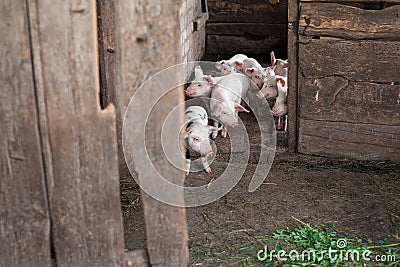 Piglets in a wooden Stock Photo