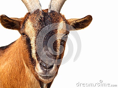 Pigmy goat Stock Photo