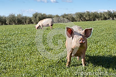 Pigs Stock Photo