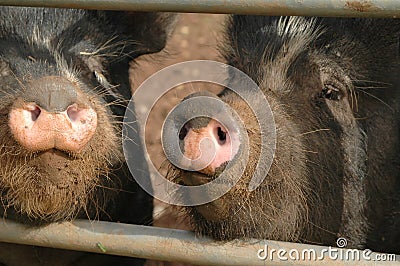 Pigs Stock Photo