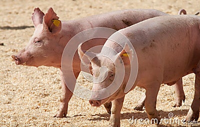 Pigs Stock Photo