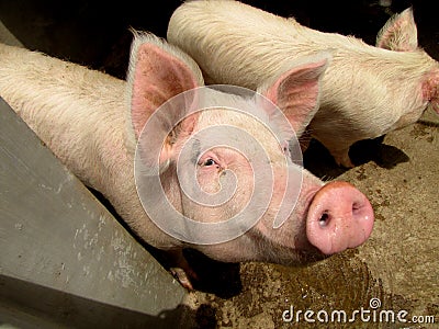 Pigs animal farm Stock Photo
