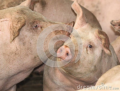 Pigs Stock Photo