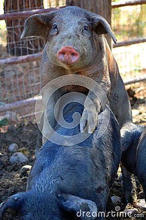 Pigs copulating Stock Photo