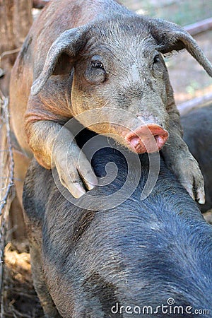 Pigs copulating Stock Photo