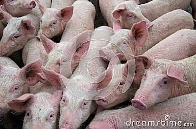 Pigs diseases. African swine fever virus ASFV. Stock Photo