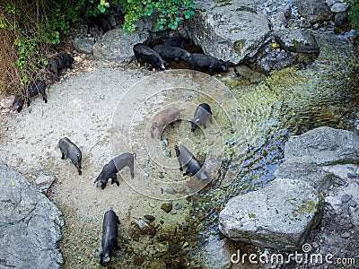 Pigs drinking on the river Stock Photo