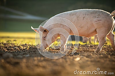 Pigs in an organic meat farm Stock Photo