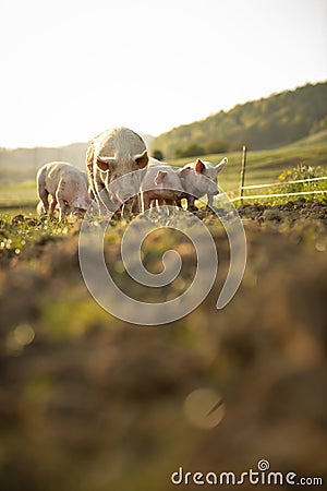 Pigs eating in an organic meat farm Stock Photo