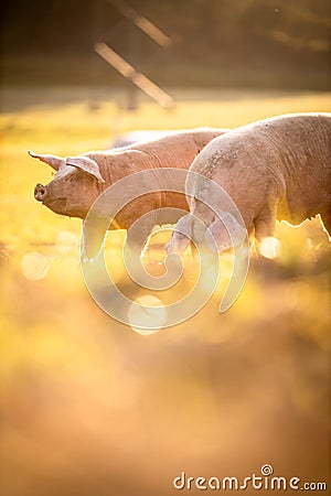 Pigs in an organic meat farm Stock Photo