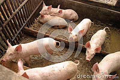 Pigs in a farm Stock Photo