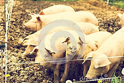 Pigs on the farm. piglets Stock Photo