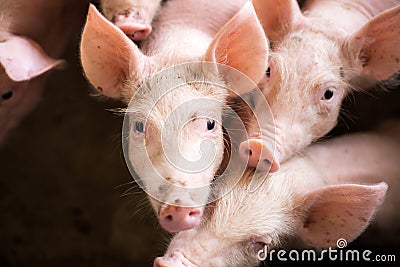 Pigs at the farm. Meat industry. Stock Photo