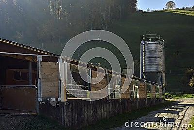 Pigs farm in sunset light Stock Photo