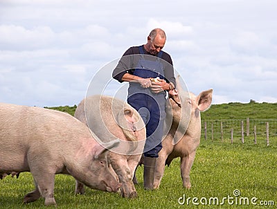 Pigs Farmer Stock Photo