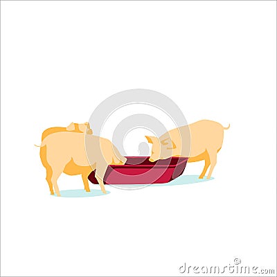 Pigs feeding agricultural animals breeding Vector Illustration